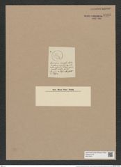 Coscinodiscus irroratus Castr. (de-Toni-Nr.: Genus 202, Species 5143) Zeichnungen Sammlung Grunow Nr. 8895 (NHMW-BOT-W0378547)